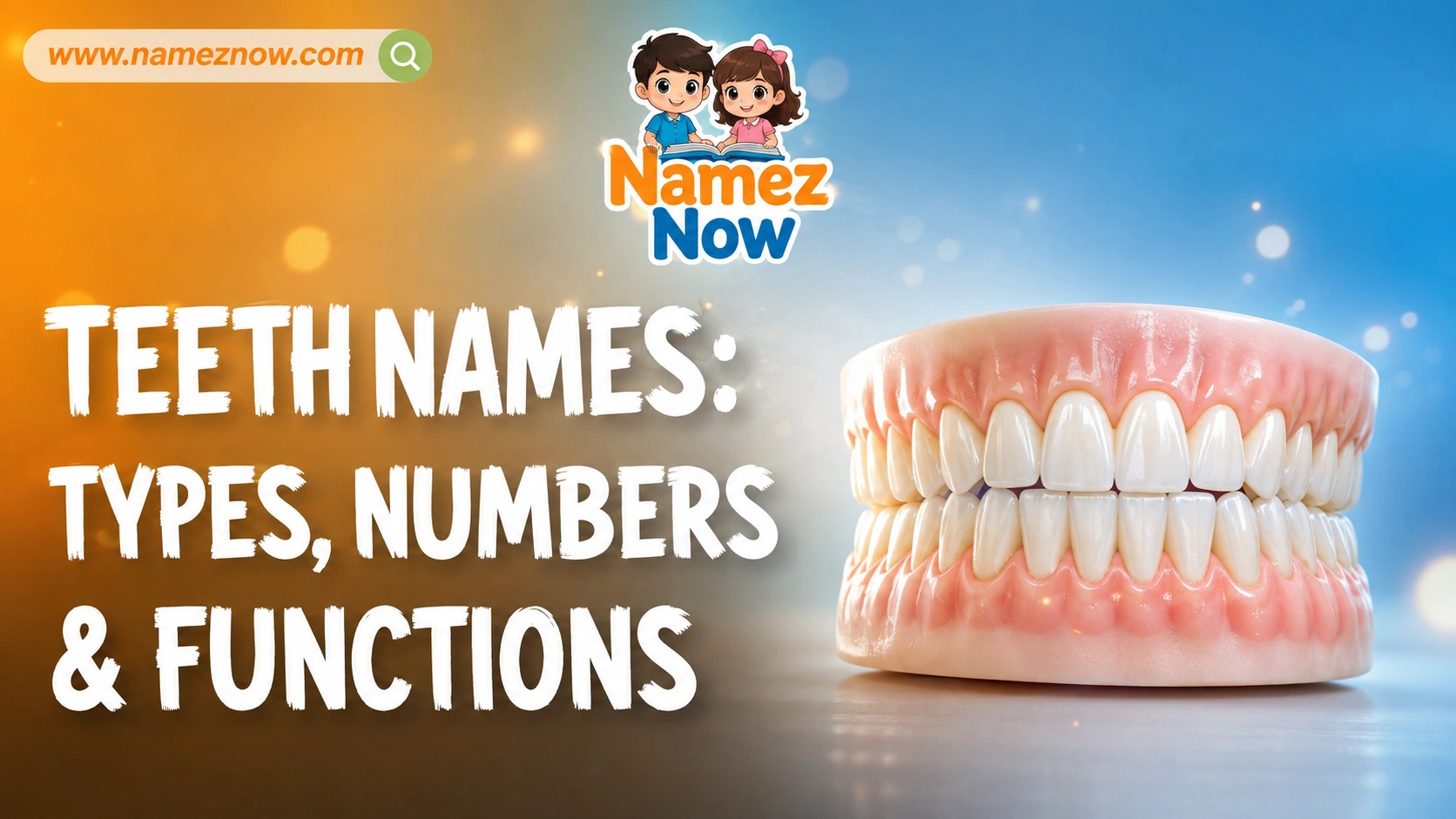 Teeth Names: Types, Numbers & Functions