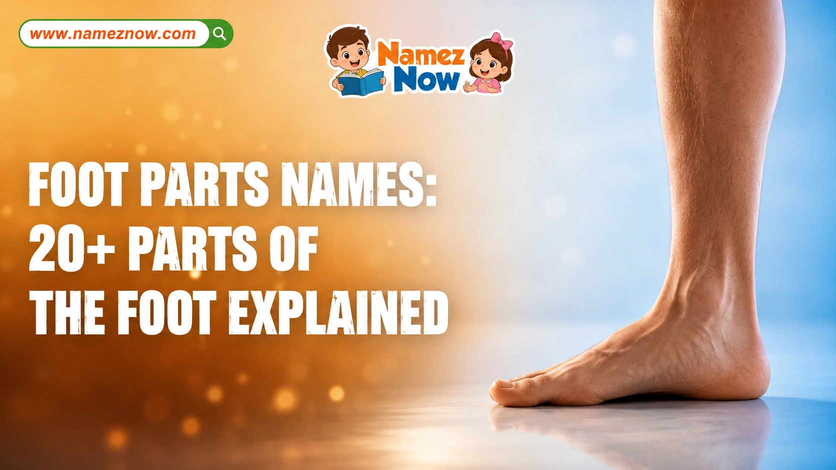 Foot Parts Names: 20+ Parts of the Foot Explained